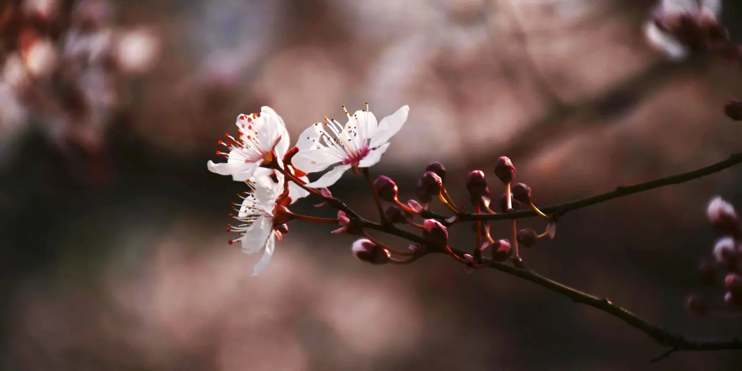 Background image of Jiaxing